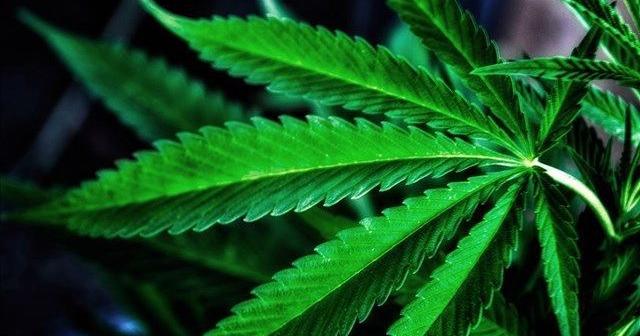 Idaho senators urge President Trump to reconsider marijuana reclassification