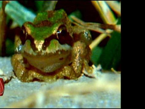 Connect With Kleck Five Mile Homeowners Fed Up With Frogs News