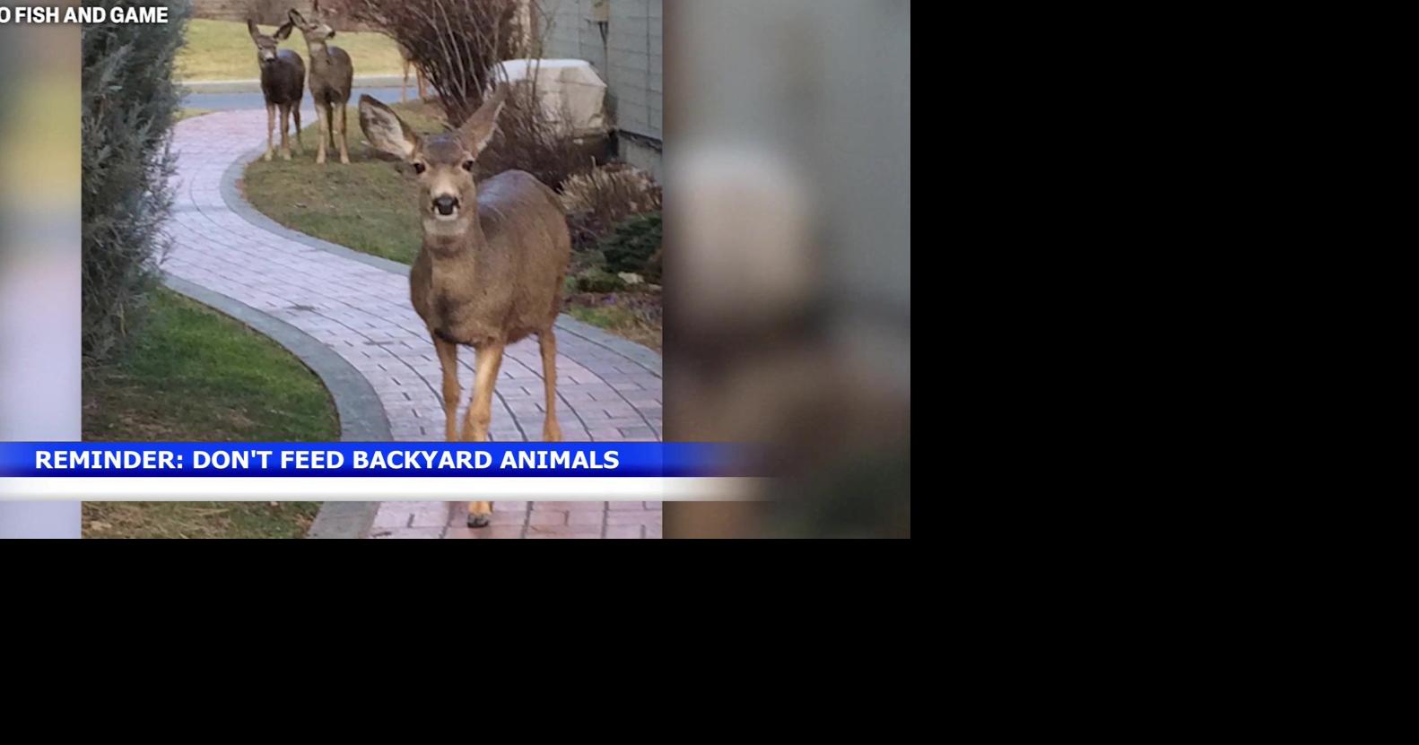 Idaho Fish and Game warns against feeding backyard wildlife