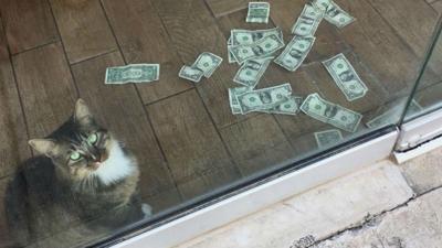 This Cat Is Raising Money For The Homeless In Tulsa News Khq Com