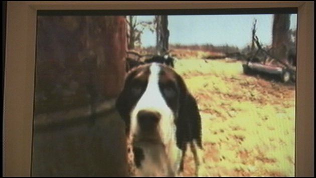 central valley springer spaniels