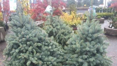 During high winds, keep an eye on blue spruce trees