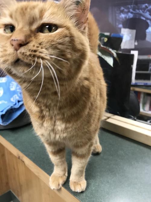 New animal shelter in Hamilton nears grand opening
