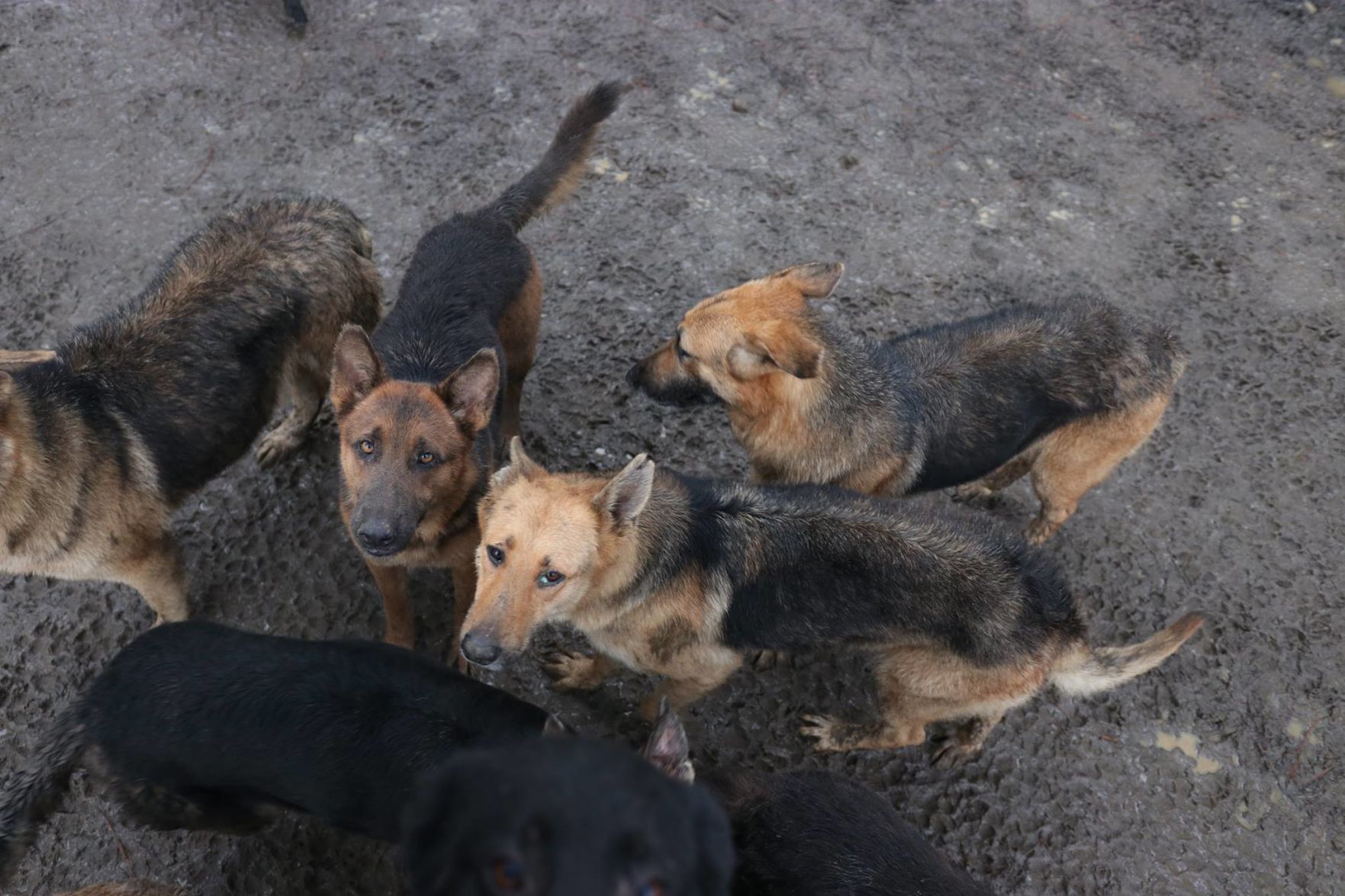 165 german shepherds rescued