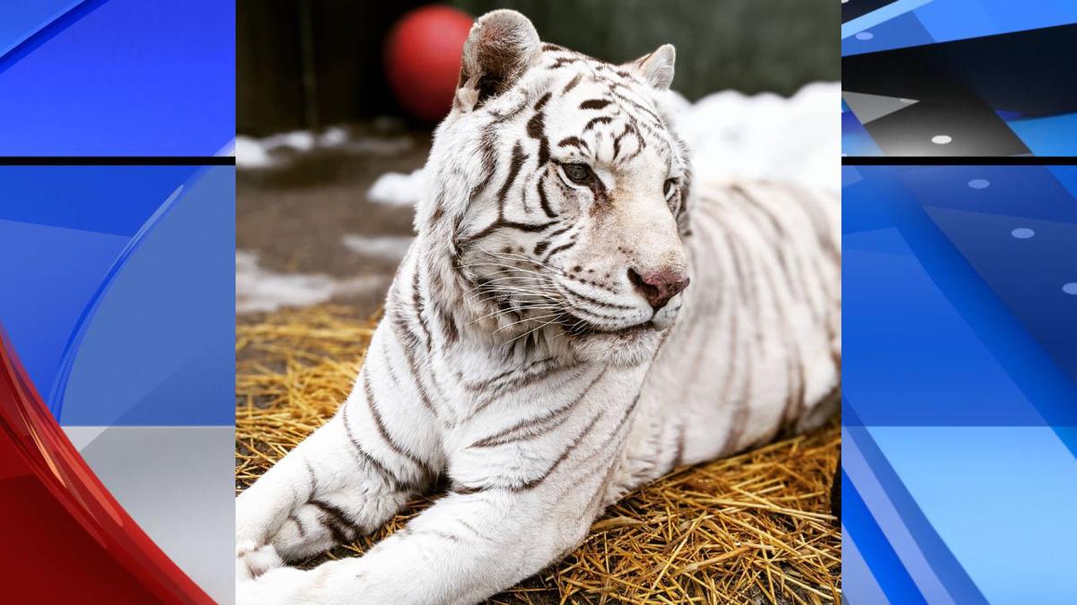 Siberian Tigers - Cat Tales Wildlife Center