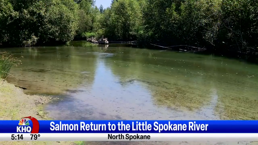 A river reborn, the resurgence of salmon into the Little Spokane, Instagram