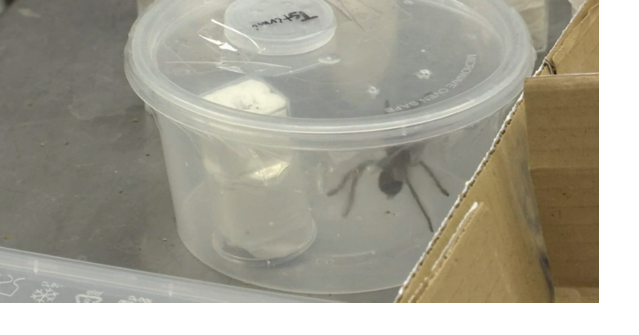Officials Seize 757 Tarantulas Smuggled Into The Philippines In Oatmeal And Cookie Boxes News