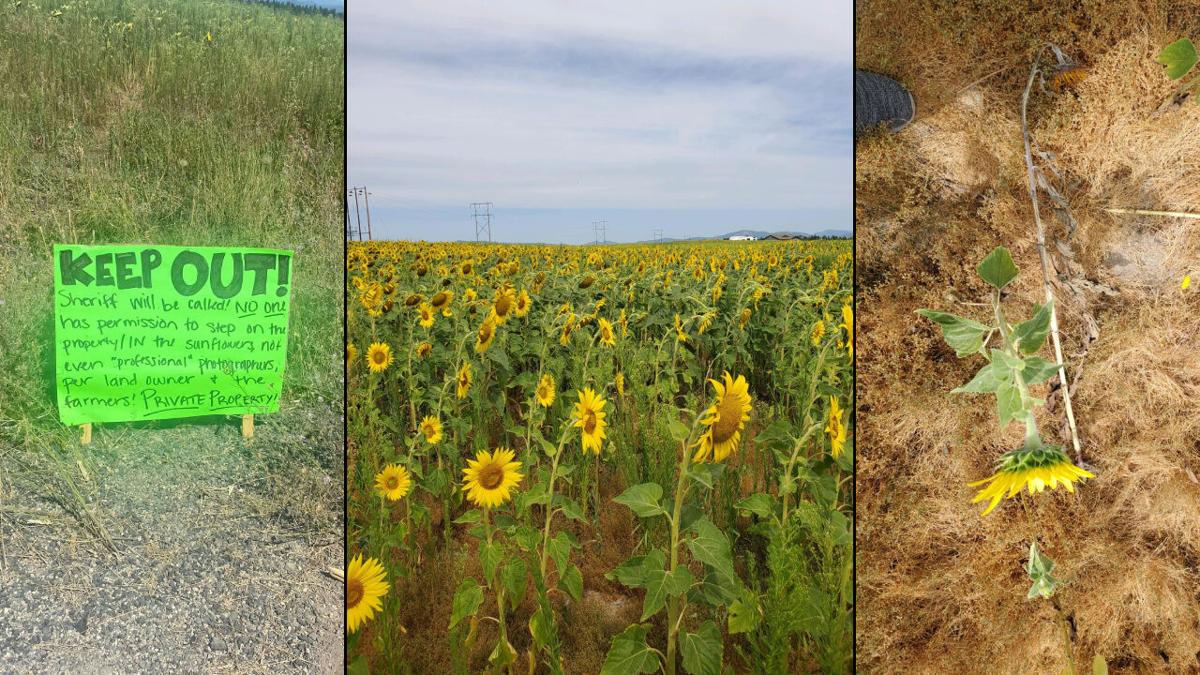 Deer Park Sunflower Farmers Pleading With Community To Admire From A Distance Help Me Hayley Khq Com