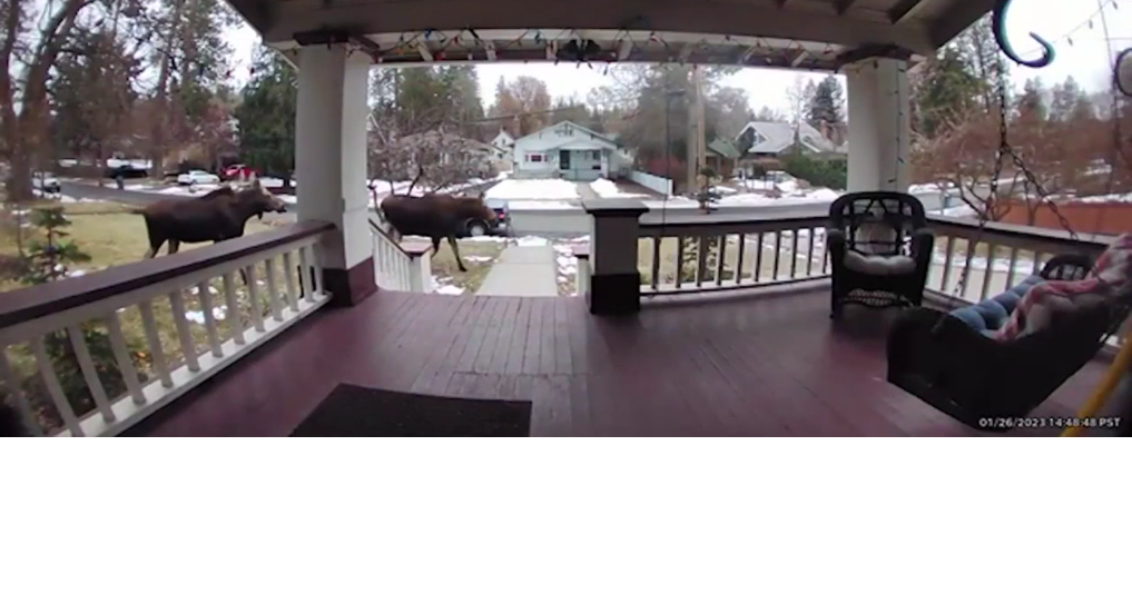 What to do when encountering wild animals Spokane News