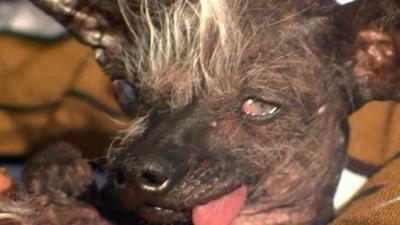 World's Ugliest Dog contest winner at the center of 'oozing sore