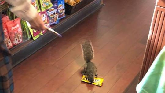 Watch Squirrel Caught Stealing Mandms News