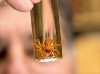 49 BROWN RECLUSIVE SPIDER PICTURES AND FACTS ideas