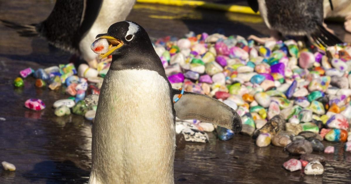 Penguins pick breeding pebbles painted by kids in the hospital | National | khq.com