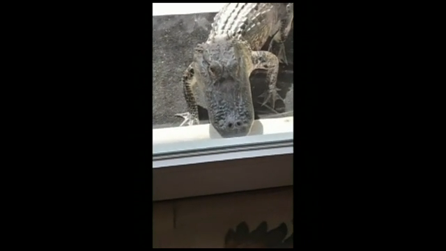 Watch Alligator Comes Knocking On Florida Woman S Home Top