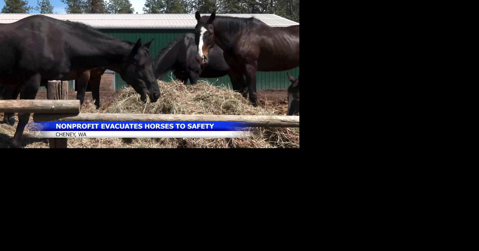 Volunteers Evacuate 20 Horses From Spokane Ranch During Aspen Fire - News Directory 3