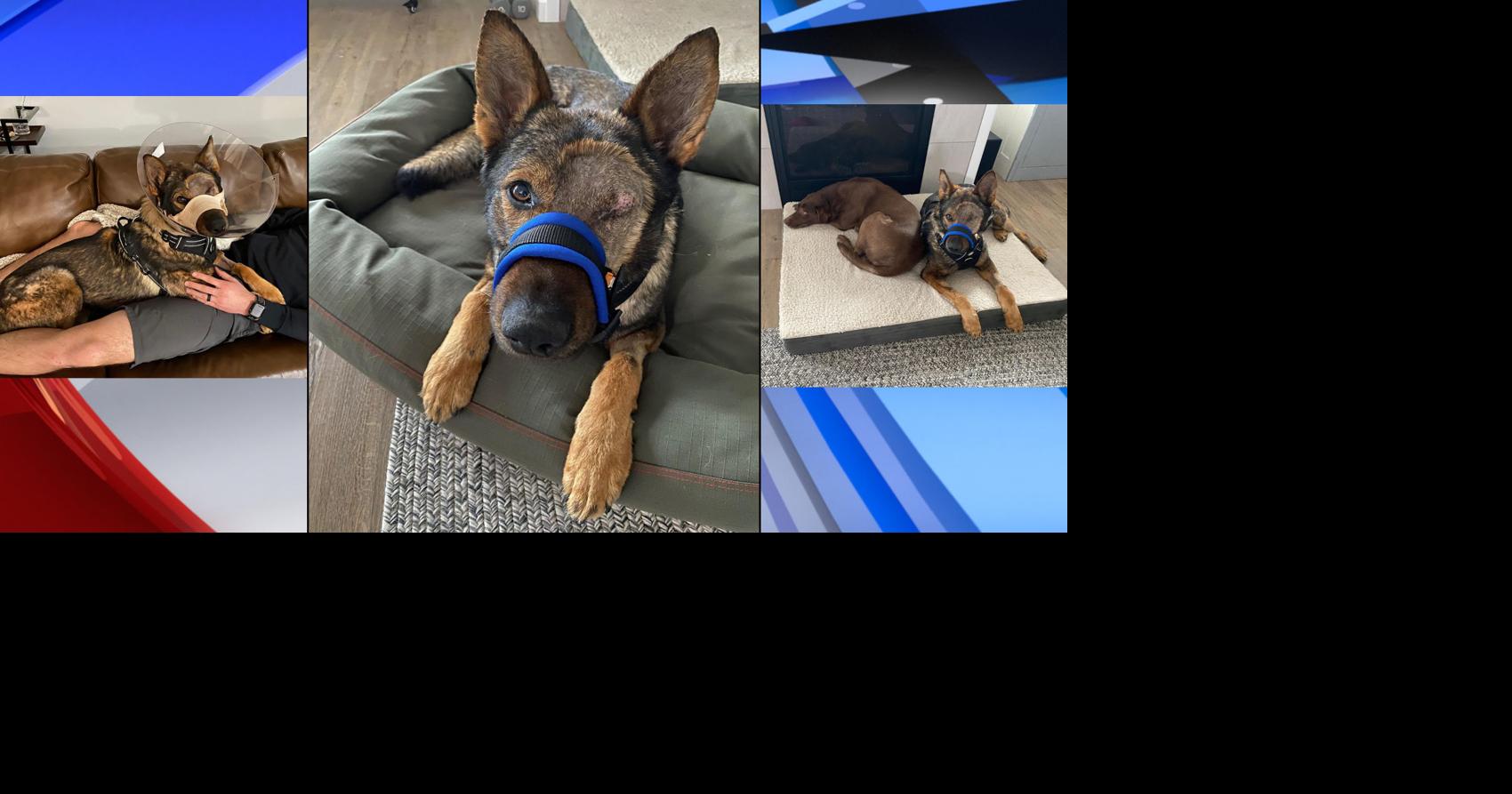 'Spoiled Hero': Mose Lake K9 Chief continues to recover at home after ...