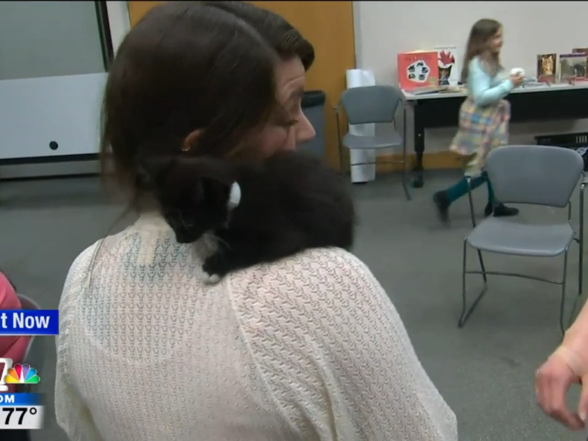 WATCH Cat Cafe event benefits SCRAPS News khq com WATCH Cat Cafe event benefits SCRAPS News khq com