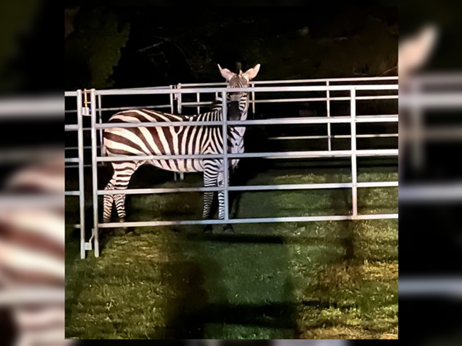 Final zebra on the loose caught in King County