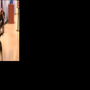 WATCH: Marine Corps veteran reunited with former K9 partner after ...