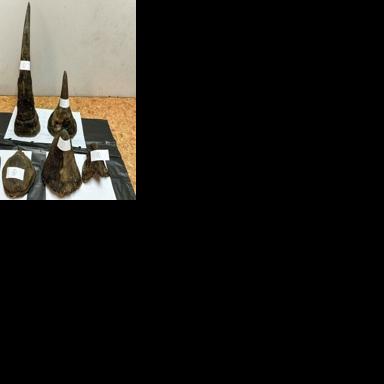 This handout photo taken on February 9, 2026 and released on February 10, 2026 by Thailand's Department of National Parks, Wildlife and Plant Conservation (DNP) shows rhino horns confiscated by customs from a Vietnamese traveler at Suvarnabhumi…