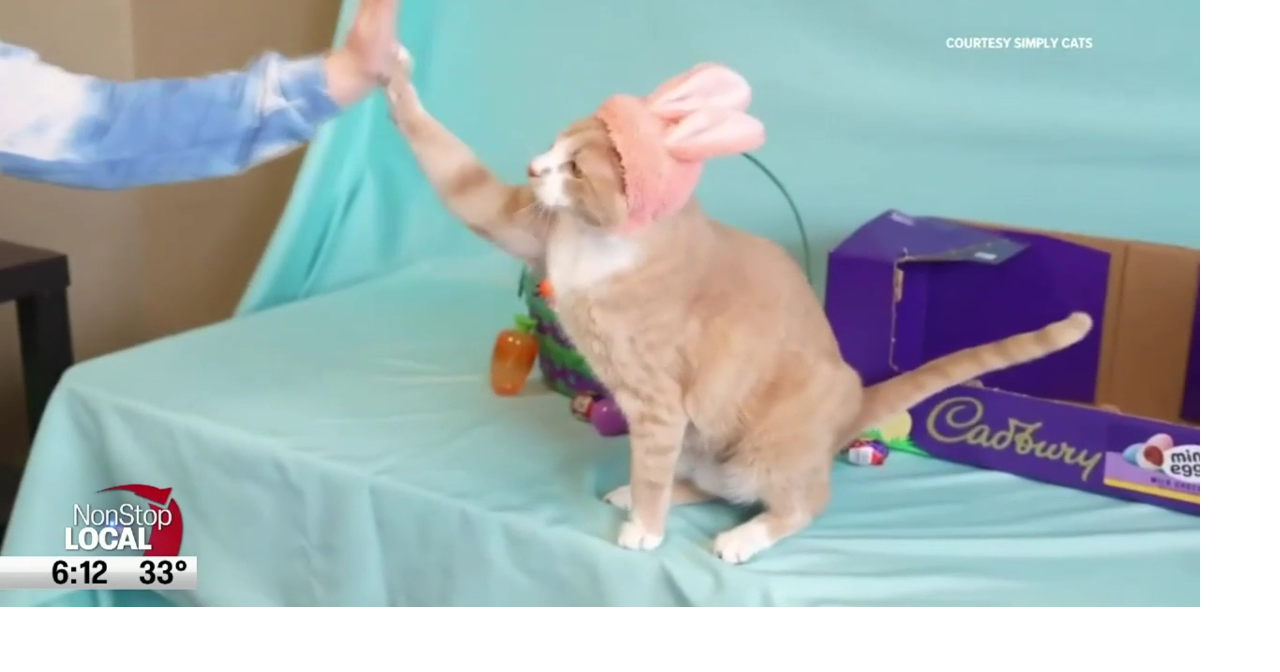 Cadbury "bunny" winner is shelter cat from Idaho Instagram