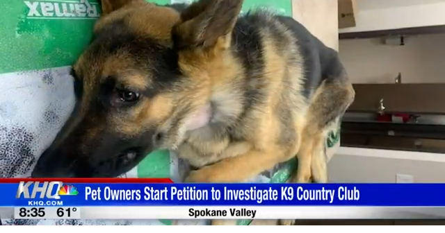 K9 kennel club hotsell