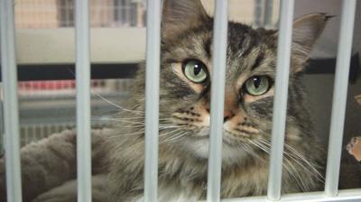 Some Cats We Can All Enjoy Bozeman Shelter Hoping For Holiday