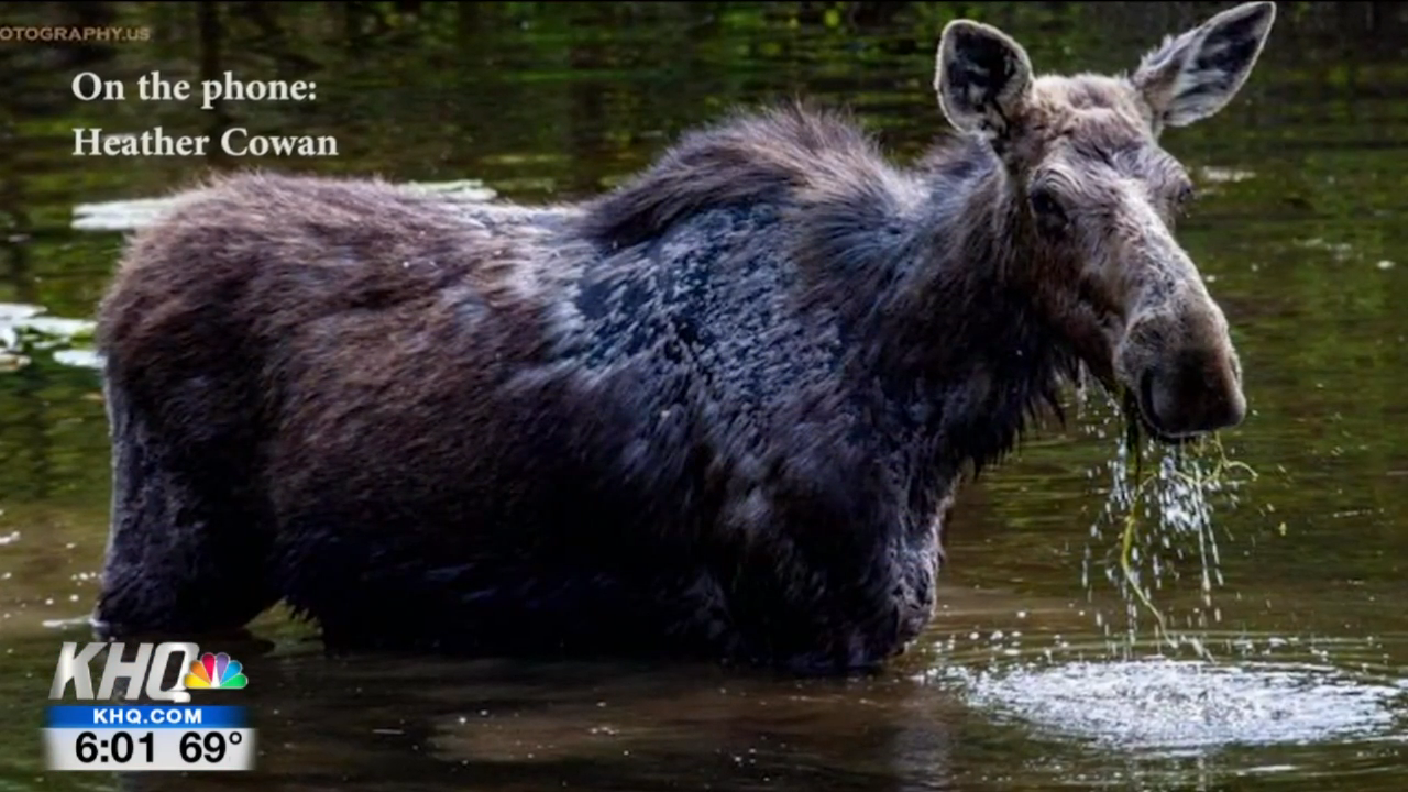 VIDEO Ghost Moose showing up in North Idaho, fewer tags available to