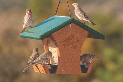 Wild Birds Unlimited of Spokane open for delivery | Stronger-together