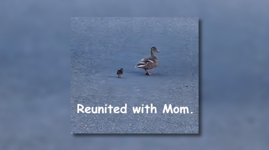 Spokane firefighters save duckling, reunite it with mom | Spokane News ...