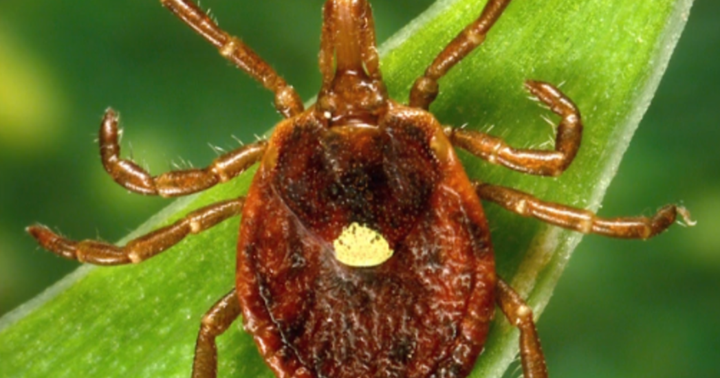 Researchers identify possible first death from tick-induced meat allergy
