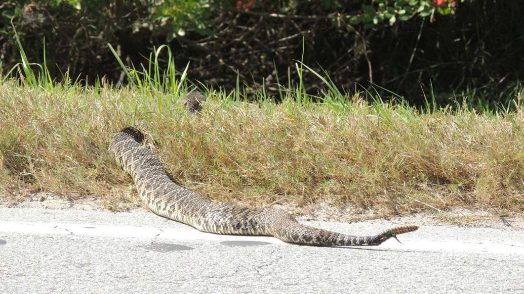 Giant snake caught on camera in central Florida News