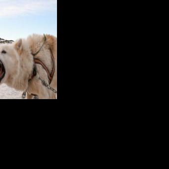 As Greenland heats up at a rate four times that of the rest of the planet, its sled dogs are facing increasing health problems