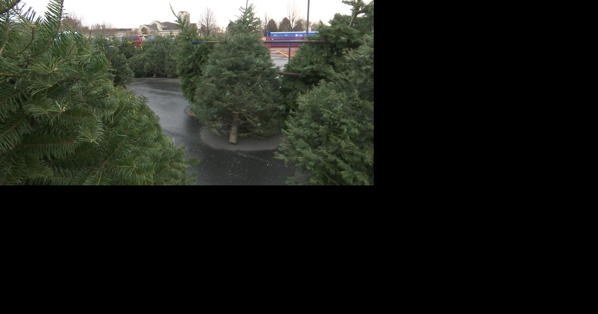 Spokane Solid Waste Christmas Trees 2022 Spokane To Provide Curbside Pickup For Christmas Trees | News | Khq.com