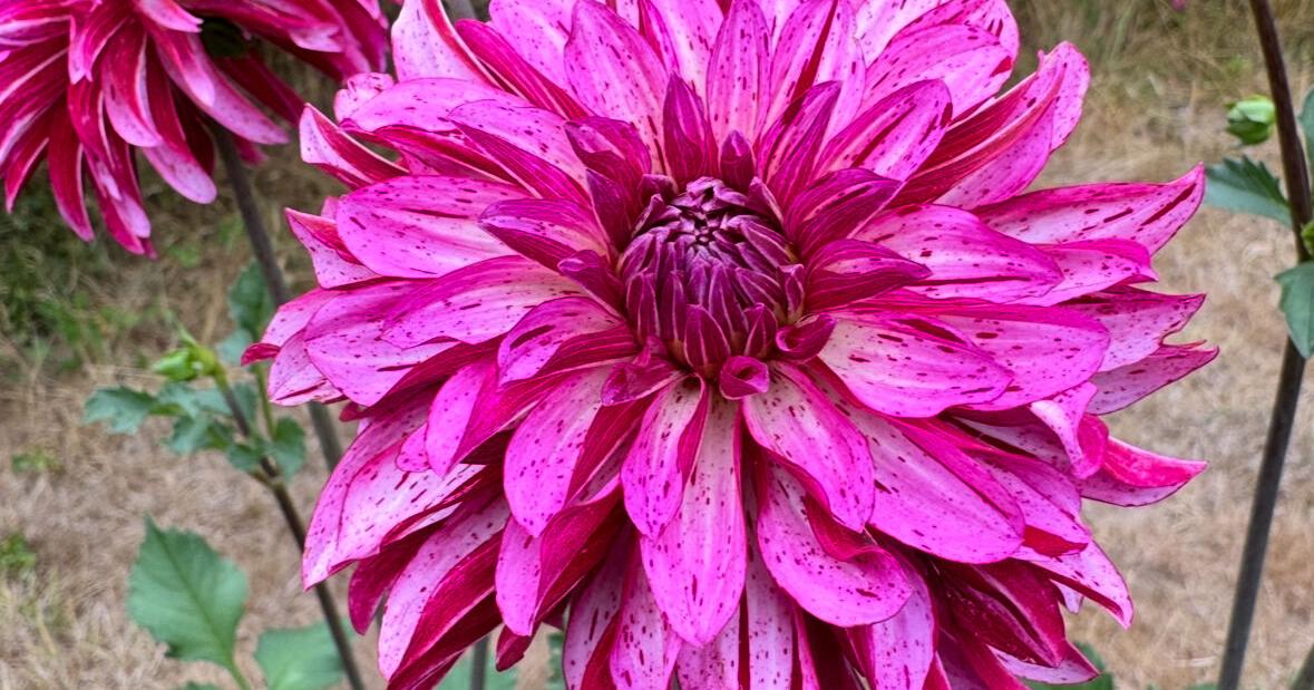 69168321b7a82.image.jpg?crop=1179,619,0,