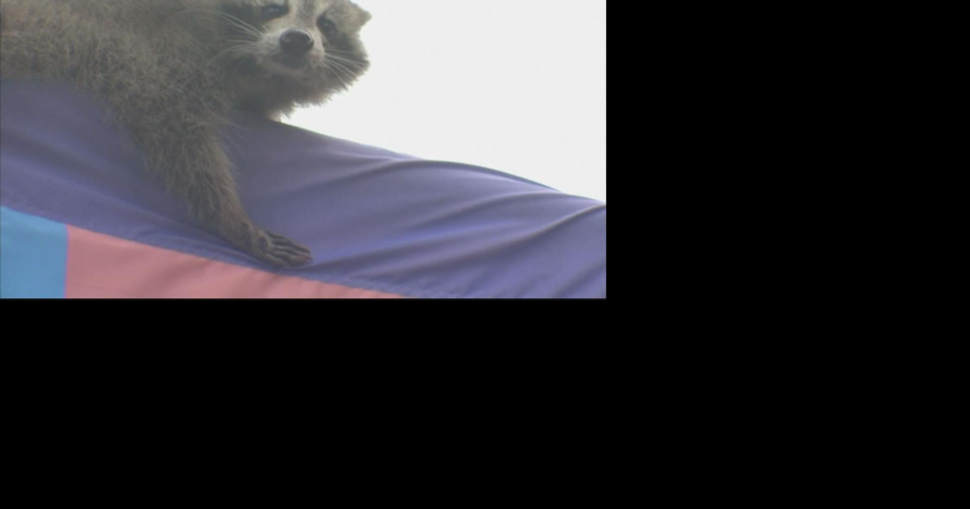 PHOTOS: Philadelphia raccoon immediately regrets his decision | Spokane ...