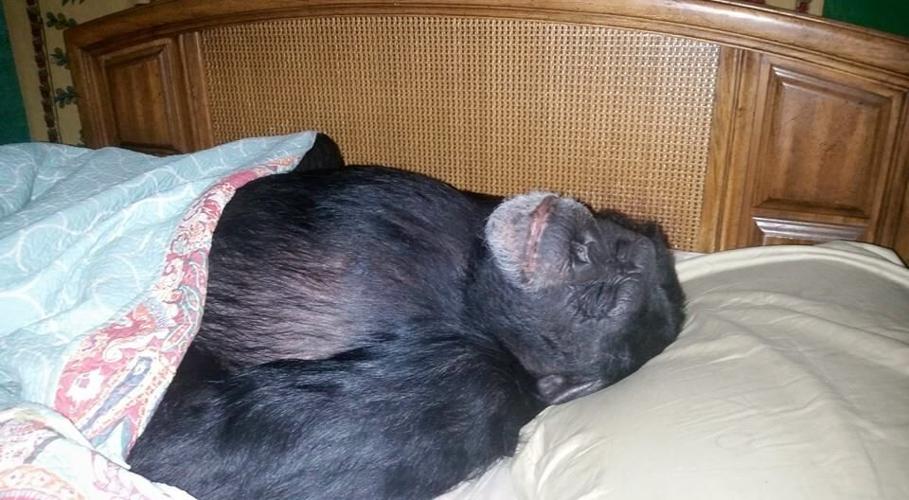 Sheriff's deputy kills Chimpanzee after a woman is attacked in Umatilla