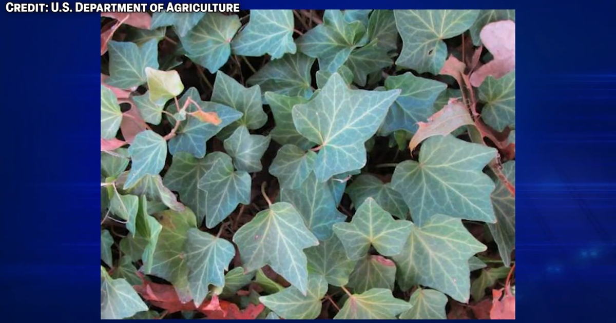 Washington to ban sale of common ivy plants starting August 9
