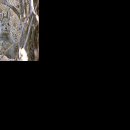 Washington Department of Fish and Wildlife open comments on rabbit ...