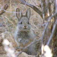 Washington Department of Fish and Wildlife open comments on rabbit ...