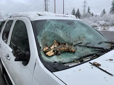 Tree smashes car