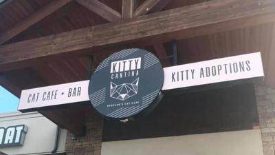 Kitty Cantina North Spokane Cat Cafe Delays Grand Opening News Khq Com