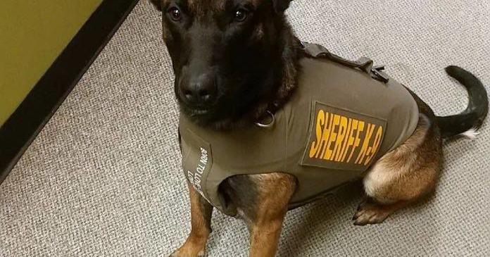 K9 Edo helps Moses Lake PD track suspect with outstanding warrant ...