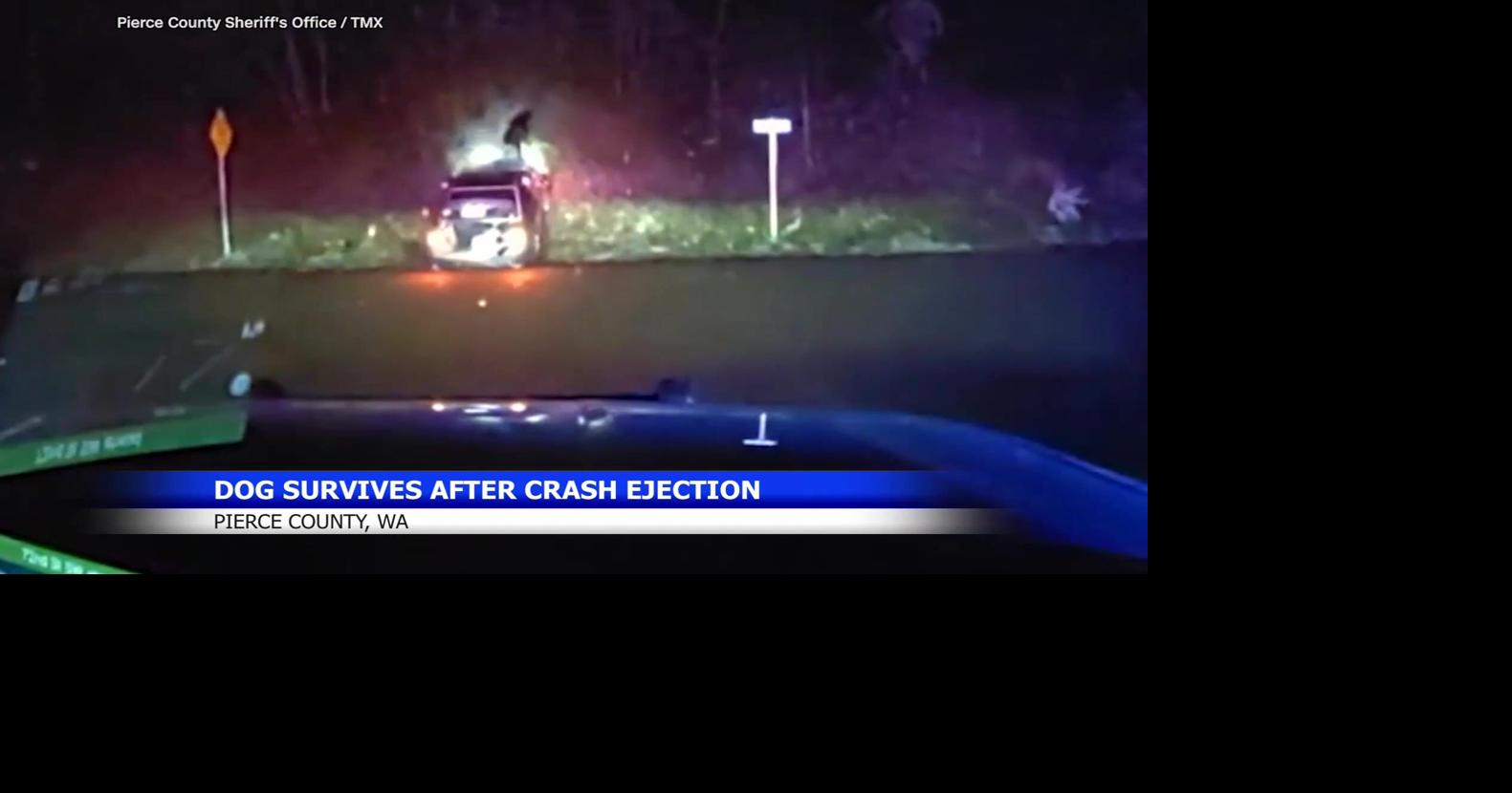 Dog thrown from car during high-speed chase in Pierce County | Spokane ...