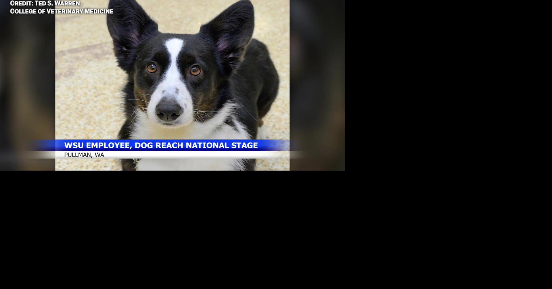 Washington State University vet tech and corgi to compete at Westminster