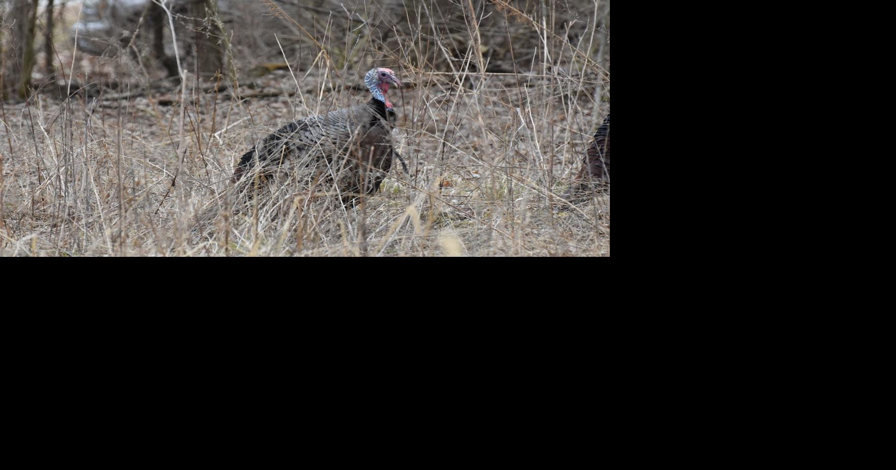 WDFW cancels spring youth turkey hunt; Bear season remaining closed for