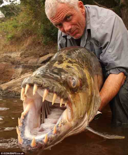 LOOK AT IT: Fisherman Grapples With Ferocious 'Giant Piranha