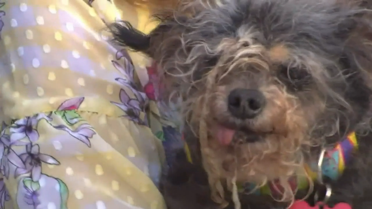 Scamp the tramp ugly dog deals