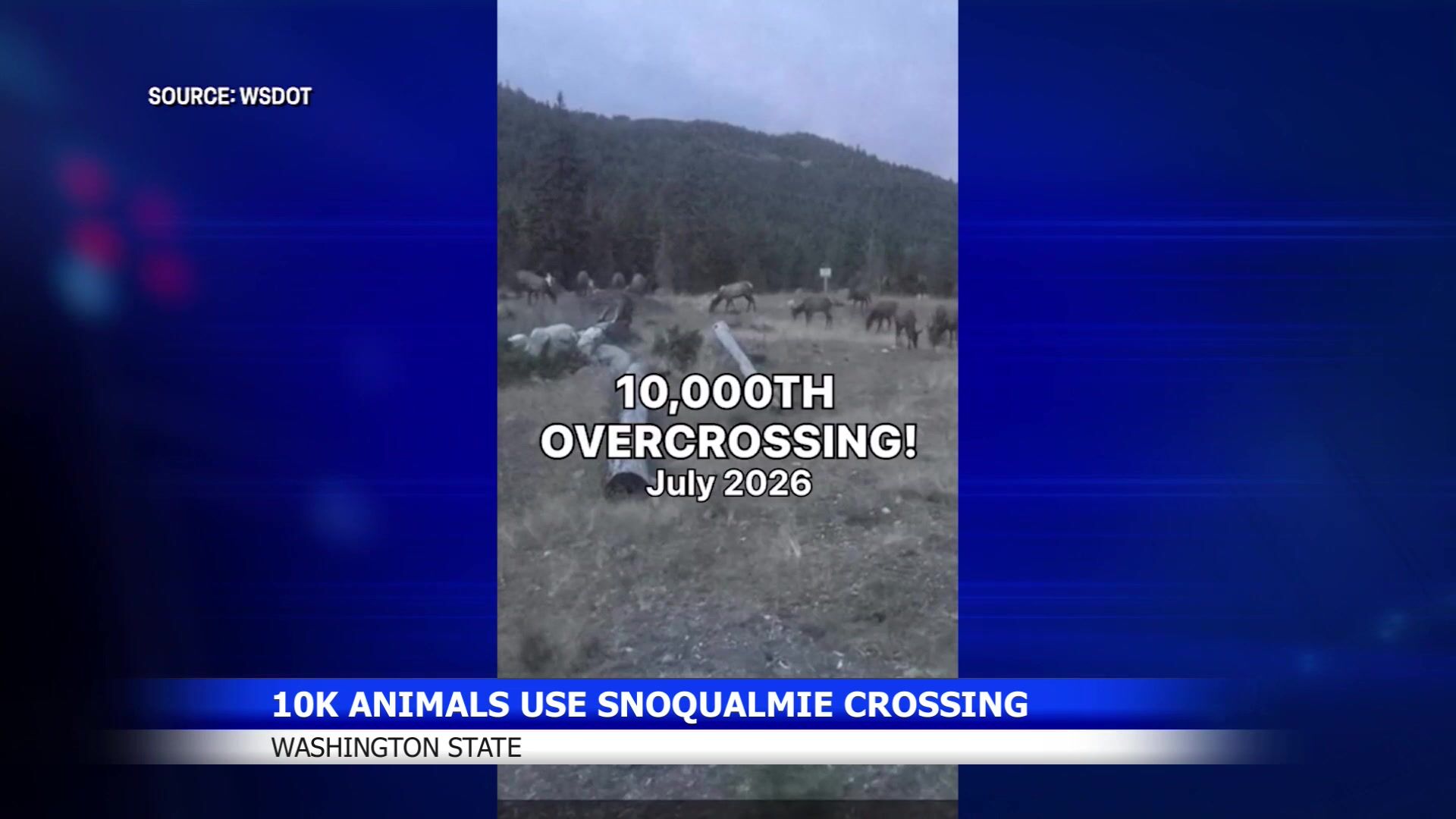Snoqualmie Pass wildlife crossings hit 10,000 on I-90 bridge