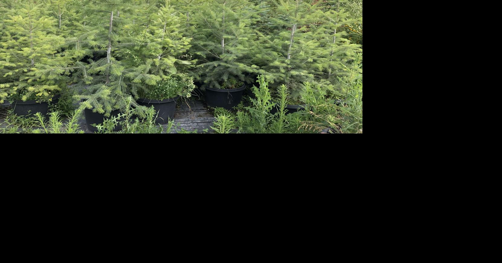 Thieves take hundreds of dollars in trees from Greenacres Nursery in Otis Orchards Spokane